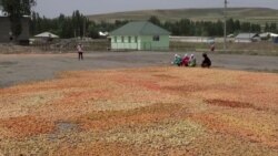 Продавцы абрикосов из Шуроабада завоевывают рынок