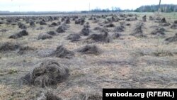 Ільняныя «конусы» каля вёскі Ляды