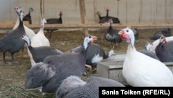 Индюки на птичьем дворе «Экзотика құс әлемі» («Мир экзотических птиц»).