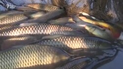 Як моҳӣ дар Хатлон як миллион моҳича медиҳад