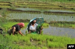 Күрүчтүн көчөтүн отоп жүргөн индиялык шалычылыр.