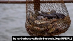 Азовский бычок