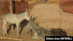 Ослица с осленком во дворе частного дома в Южно-Казахстанской области. 17 сентября 2015 года.