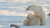 Canada – A female polar bear with two cubs near Churchill, Canada, November 2010