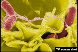 Сальманэла