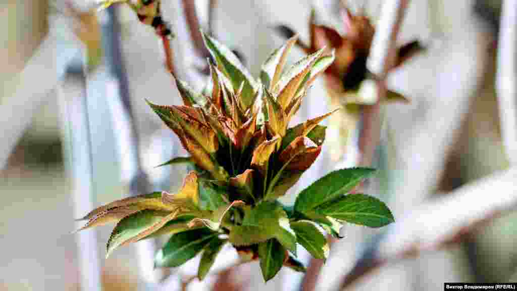 Поступово зеленим листям вкривається і чагарник