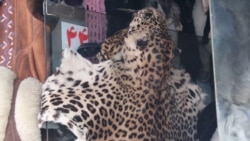 Despite Ban, The Hunt Goes On For Rare Afghan Animals