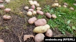 Цяперашняя беларуская кухня трымаецца на бульбе