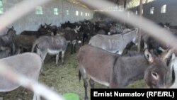 Кытай жаранына таандык короодогу эшек. 22-сентябрь.