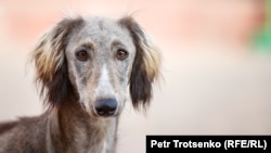 У соцмережах вже кілька днів жартують із ідеї народного обранця розраховуватися собаками за борги