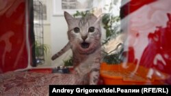 Одна из благотворительных акций "Зоозаботы". Выставка-ярмарка бездомных кошек в Национальном музее Татарстана. 