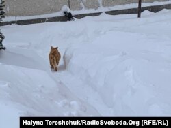 Героїня Пушинка не вельми позувала