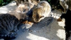  Aşgabatda pişikler ýene zäherlenip öldürilýär