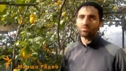 Iаьн юккъехь а лимонаш кхуьу Шелахь