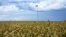 Урожай зерновых в Украине (иллюстративное фото)