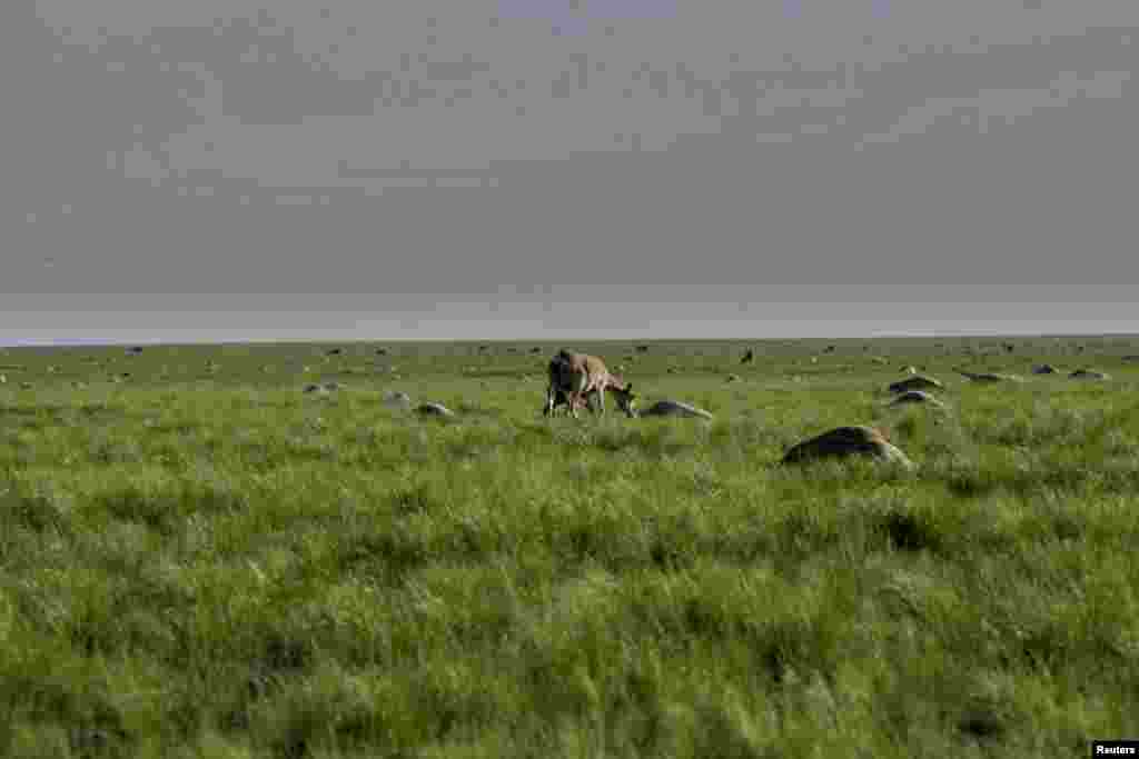 Сайга с детёнышем пасется рядом с сотнями туш погибших животных недалеко от села Жолоба Костанайской области.&nbsp;