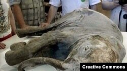 Orsýetde tapylan doňan mamontyň çagasy. Alty aýlyk mamontyň çagasyny Ýamal ýarym adasynda bir aýal tapypdyr. Onuň 10,000 ýyl mundan ozal ölendigi çak edilýär.