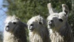 Лами є частиною експерименту з їх імунної реакції на коронавірус