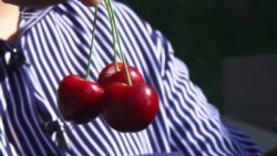 Дүйнөгө тараган Оштун кокон гиласы