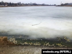Здохлая рыба ў адталіне ля берагу