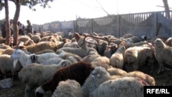 Ўзбекистонлик мусулмонлардан бир қисми ночорлик сабабли бу йил қурбонлик қилолмаганидан ўкиндилар 