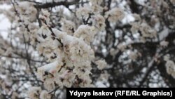 Иллюстрациялык сүрөт. 