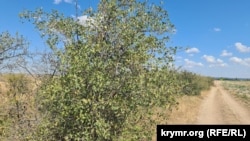 Деревья боярышника без плодов в крымском предгорье в районе Белогорского района. Август 2025 года