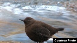 جانب من مؤتمر إستثماري في ميسان