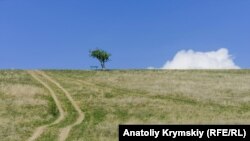 Незрілі цикади живуть у ґрунті та харчуються корінням дерев. Після років під землею комахи загадковим чином одночасно вибираються на поверхню й залишають свою шкаралупу на деревах