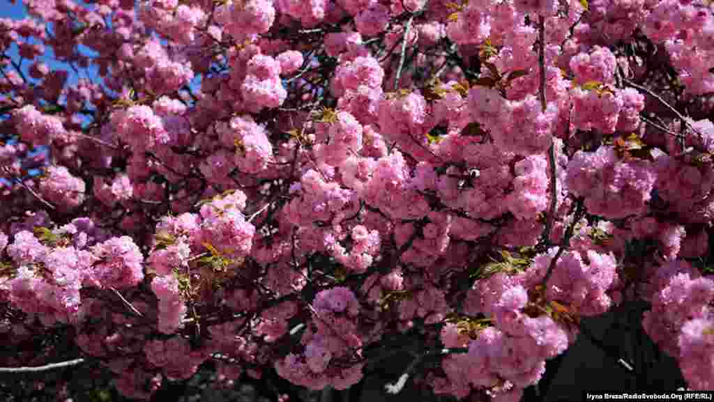 Триває цвітіння сакур близько двох тижнів, після цього місто засипає рожевими пелюстками