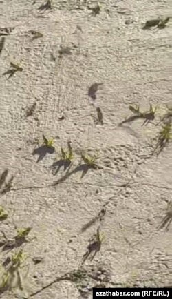 Ahal welaýatyndan gelip gowşan suratda giň bolmadyk meýdana ýaşyl reňkde ençeme çekirtgäniň ýygnanandygyny görse bolýar. Maý, 2025 ý.