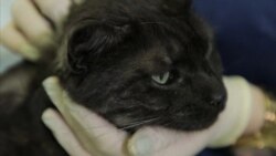 Russia Starts Rollout Of New COVID-19 Vaccine For Cats And Dogs