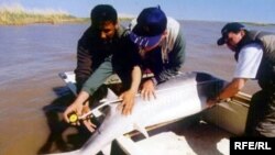 Дамбы ауылының күнкөріс көзі  - балық. Атырау, қараша, 2008 жыл