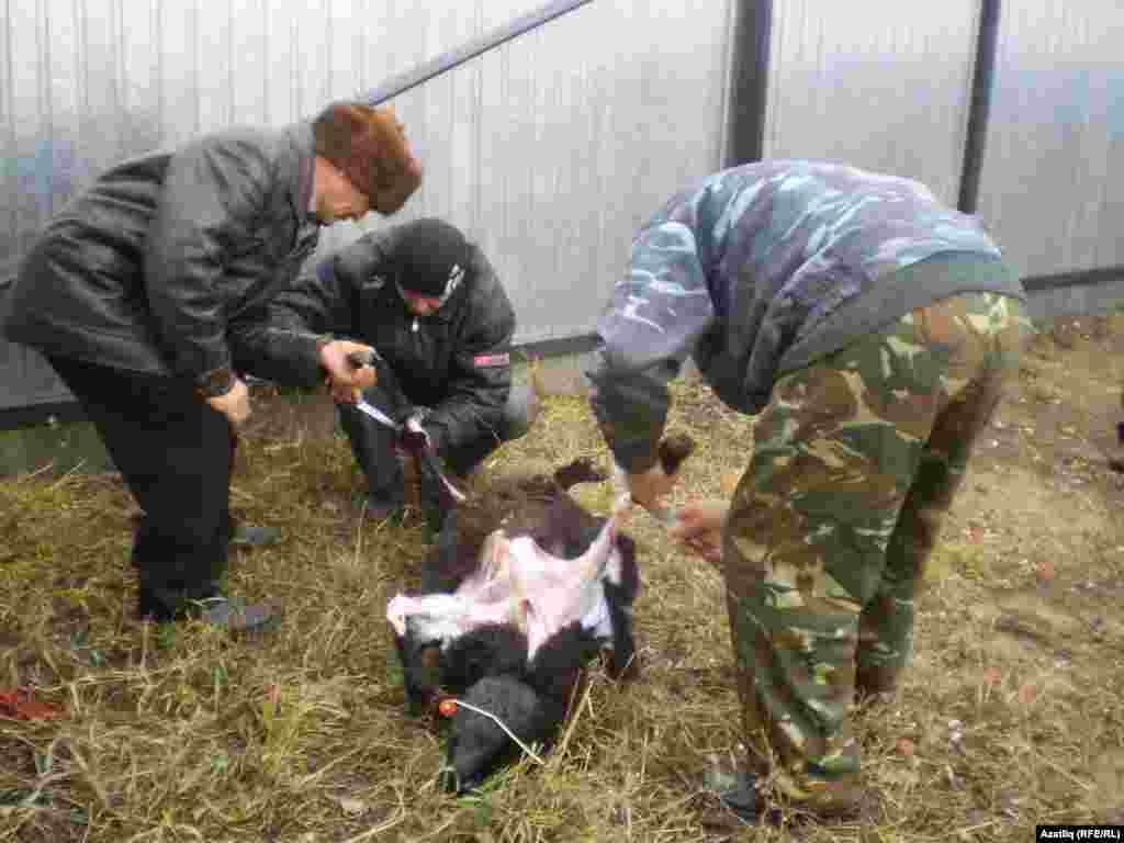 Корбан чалу