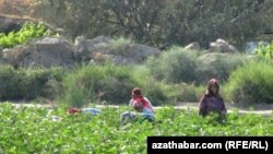 Хлопковое поле, Туркменистан (иллюстративное фото)  