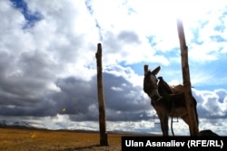 Кыргызстанда да кийинки жылдары эшек уурдагандар көбөйгөн.