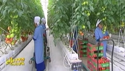 Diňle: Balkanda satylýan çüýrük pomidor alyjylara we satyjylara zyýan ýetirýär