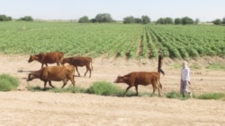 Diňle: Türkmenistanyň günortasynda mallar keselden gyrylýar