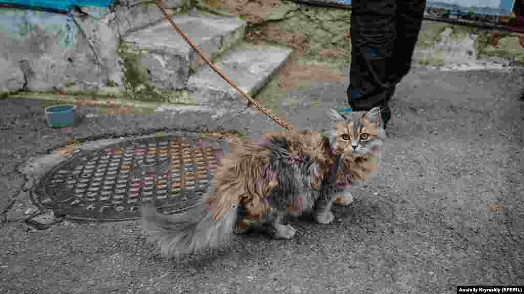 Saibe, pencerelerini yuvğance, mışıqnıñ baylı tuttı