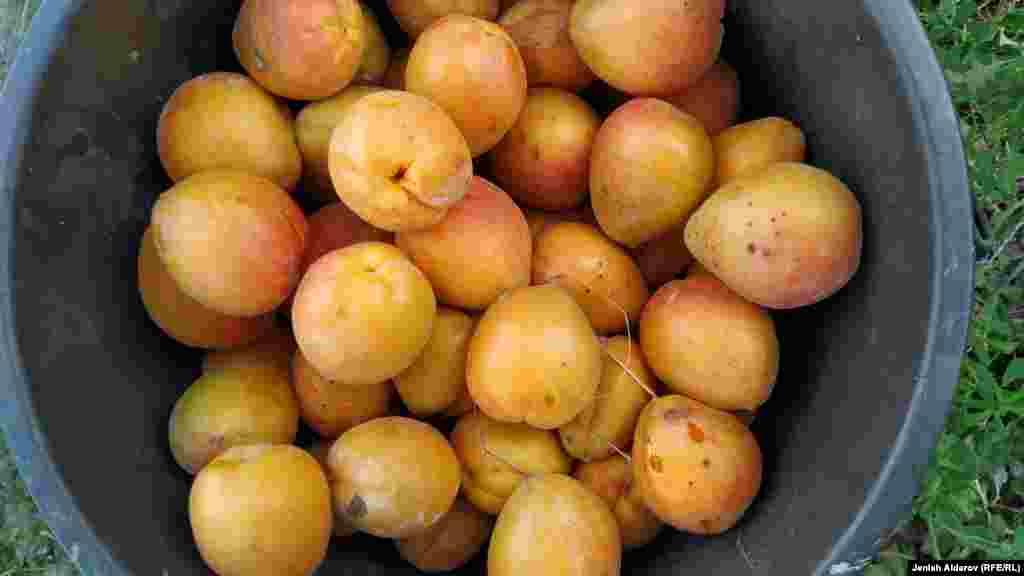 Облуста мөмө-жемиштерди кайра иштетүүчу чакан ишканалар курулганы менен алардын түшүмдүн 20% гана сатып алуу мүмүкүнчүлүгү бар. Калган түшүмдү кошуна тажик ишкерлер сатып кетишет.