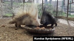 Каракол зоопаркындагы чүткөр (дикобраз). 