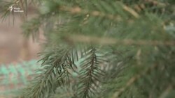 Жива ялинка замість зрубаної: в Україні набуває популярності новий новорічний тренд – відео