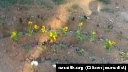 Перед визитом президента Узбекистана Шавката Мирзияева в Термез, в декабрьские холода местные чиновники заставили сотрудников бюджетных организаций посадить цветы на улицах города.