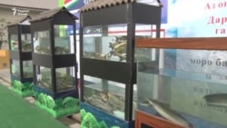 "Моҳипарварӣ ривоҷ меёбад", аммо барои хариданаш на ҳама пул доранд