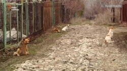 «Сіра зона» «ЛНР»: Перша безпечна весна у Хрестовому (відео)