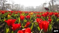 Голландиянын жоогазын талаасы.