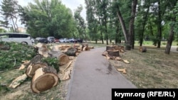 Спиляні дерева у парку біля Палацу культури профспілок у Сімферополі, 30 червня 2025 року