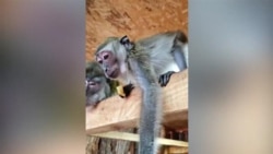 Реабилитационный зоопарк в Бишкеке восстанавливается после пожара