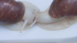 Равлики як делікатес і косметичний засіб | «Бізнес-план»