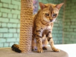 Спасенная кошка в приюте